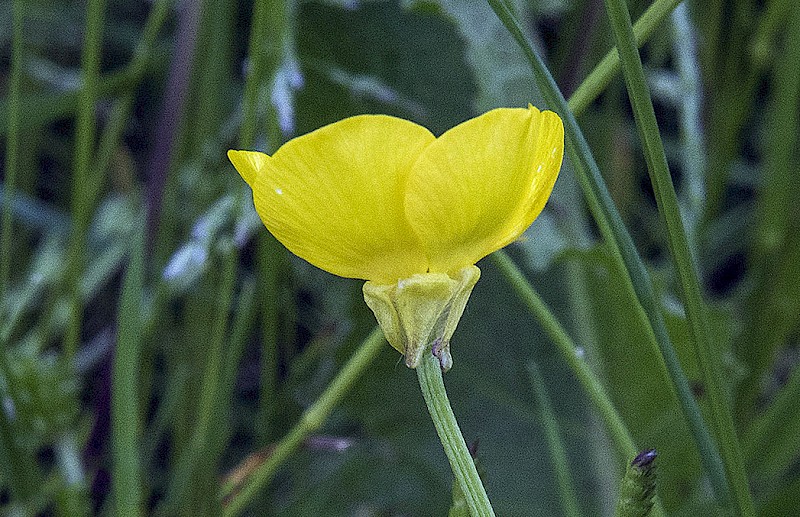Ranunculus bulbosus - &copy; Charles Hipkin