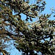 Abies procera