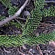 Abies procera