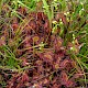 Drosera rotundifolia