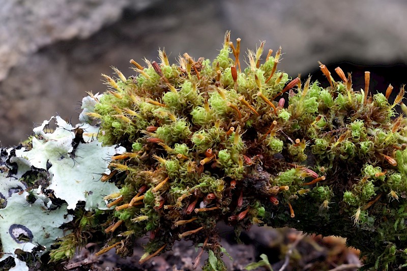 Ulota crispa - &copy; Charles Hipkin
