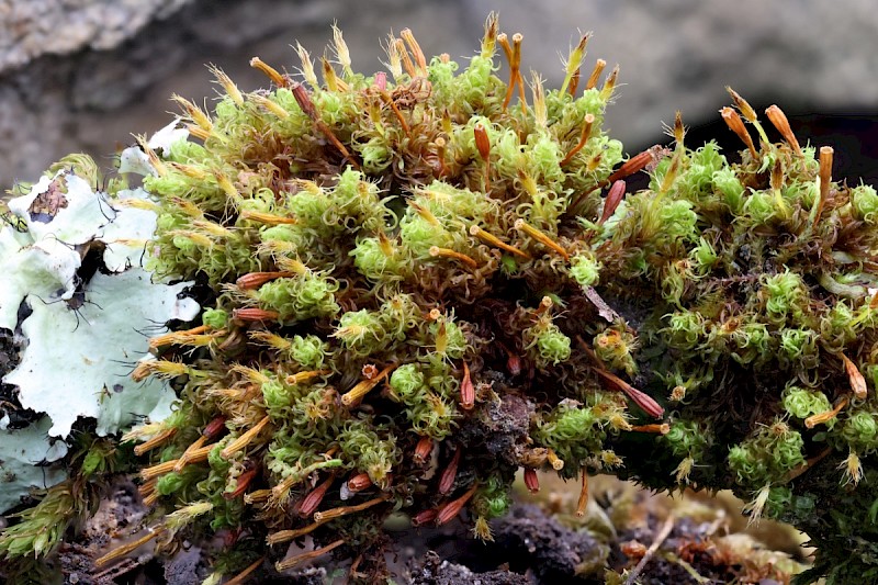 Ulota crispa - &copy; Charles Hipkin
