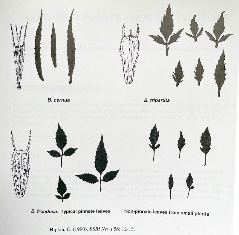 Bidens tripartita - &copy; Charles Hipkin