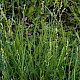 Carex divulsa subsp. divulsa