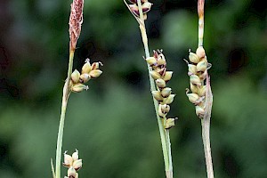 Carex panicea Carnation Sedge