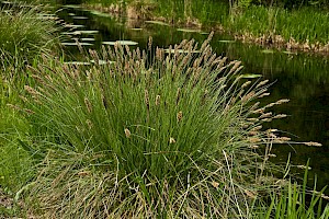 Carex paniculata Greater Tussock-sedge