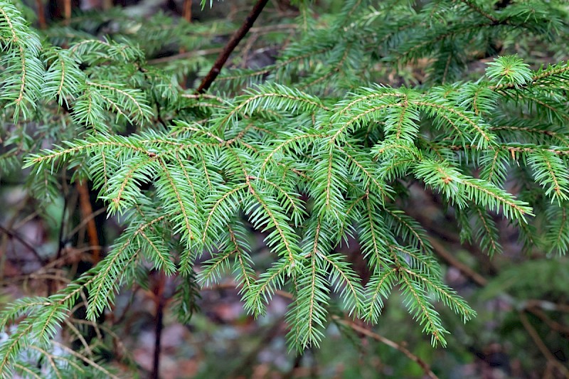 Picea abies - © Charles Hipkin