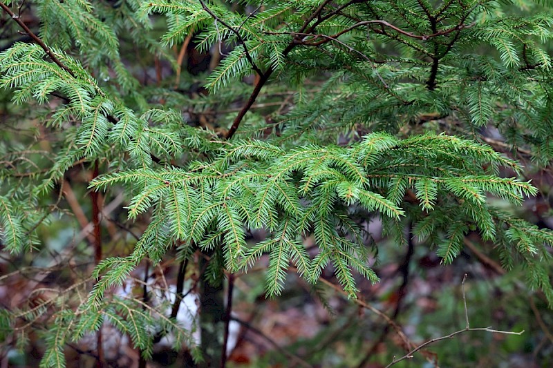 Picea abies - &copy; Charles Hipkin