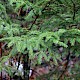 Picea abies