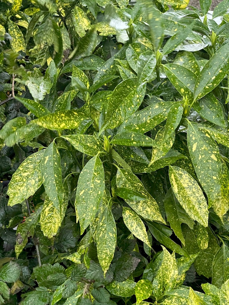 Aucuba japonica - © Charles Hipkin