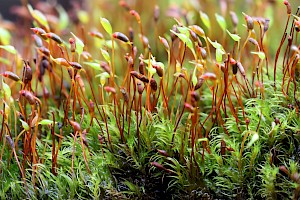Dicranellaceae