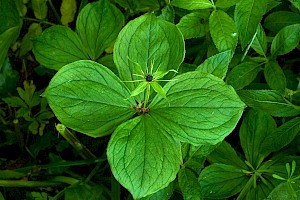 Paris quadrifolia Herb-paris