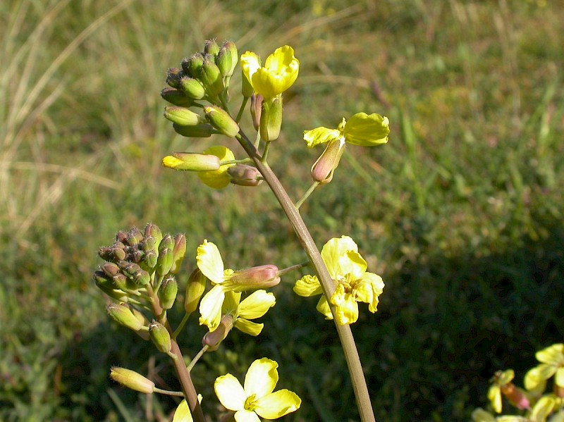 Coincya monensis subsp. monensis - &copy; Barry Stewart