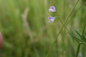 Vicia tetrasperma Smooth Tare