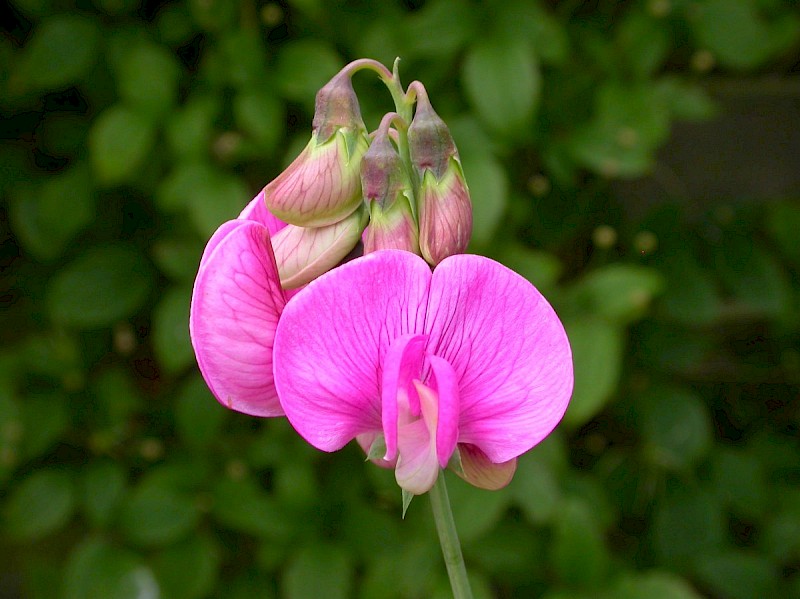 Lathyrus odoratus - &copy; Barry Stewart