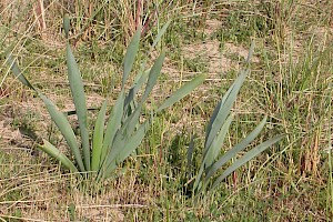 Pancratium maritimum Sea Daffodil