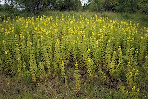 Lysimachia punctata Dotted Loosestrife