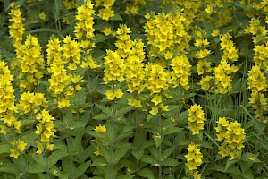 Lysimachia punctata Dotted Loosestrife