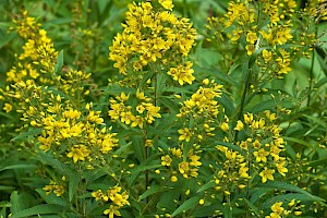 Lysimachia vulgaris Yellow Loosestrife