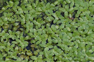 Callitriche stagnalis Common Water-starwort