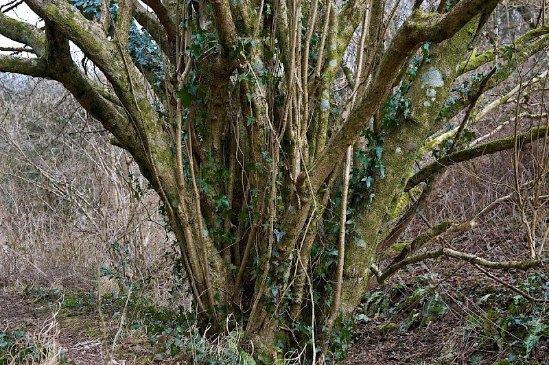Corylus avellana - &copy; Charles Hipkin