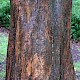 Metasequoia glyptostroboides