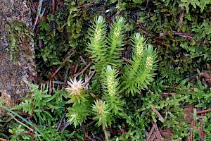 Huperzia selago Fir Clubmoss