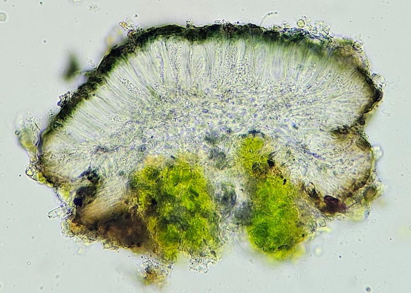 Scoliciosporum umbrinum - &copy; Barry Stewart