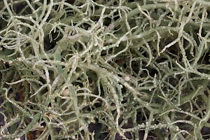Usnea fragilescens var. mollis Inflated Beard Lichen