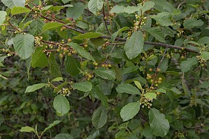 Frangula alnus Alder Buckthorn