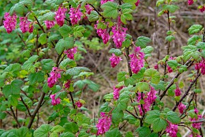Ribes sanguineum Flowering Currant