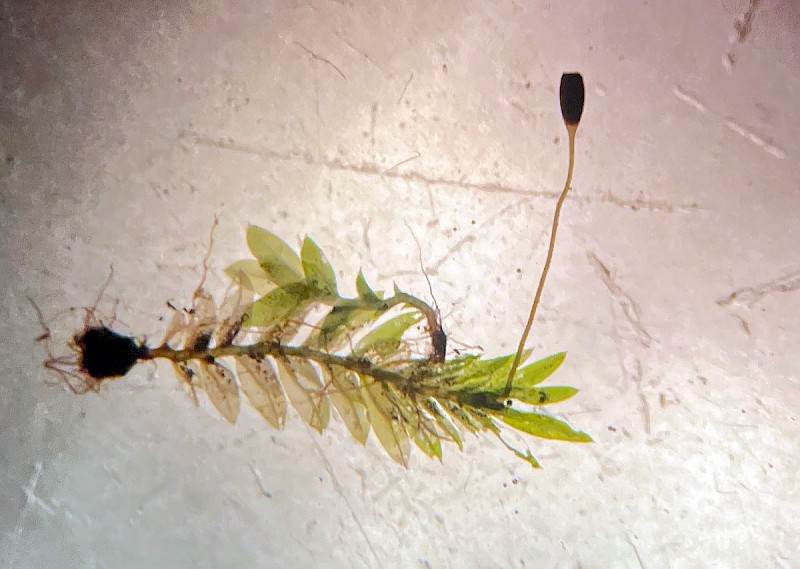 Fissidens pusillus - &copy; Charles Hipkin