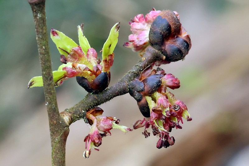 Ulmus glabra - © Charles Hipkin