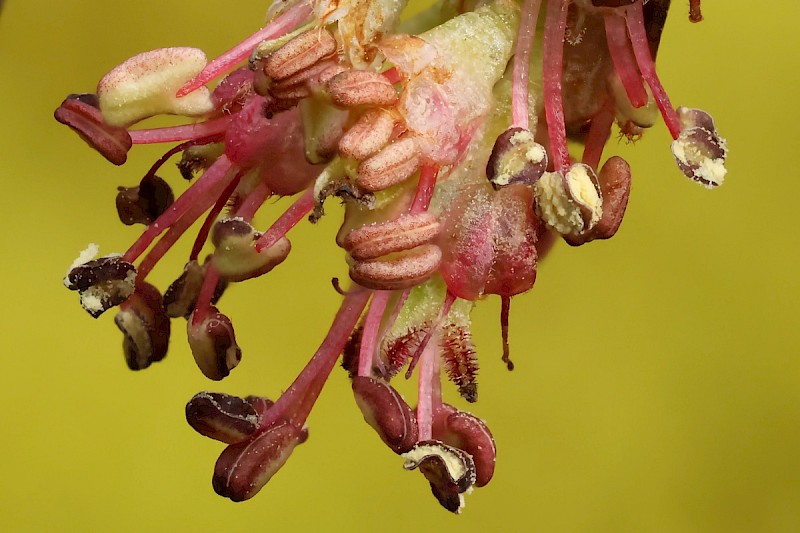 Ulmus glabra - &copy; Charles Hipkin