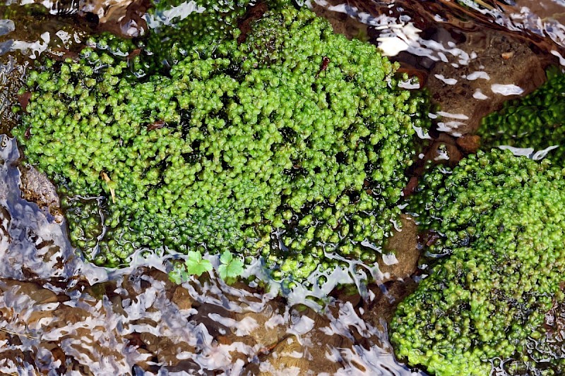 Scapania undulata - &copy; Charles Hipkin