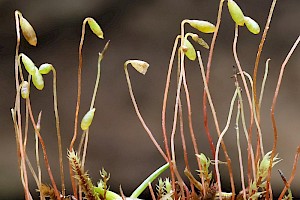 Bryum subapiculatum Lesser Potato Bryum