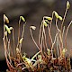 Bryum subapiculatum