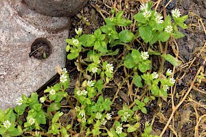 Stellaria media Common Chickweed
