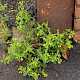 Senecio vulgaris