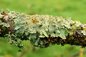 Punctelia subrudecta s. str. 