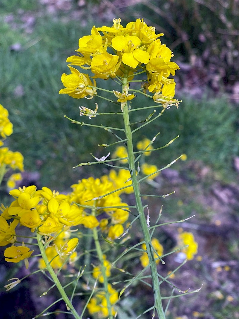 Brassica rapa - &copy; Charles Hipkin