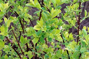 Salix cinerea Grey Willow