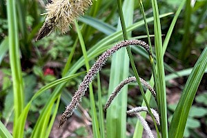 Carex pendula Pendulous Sedge