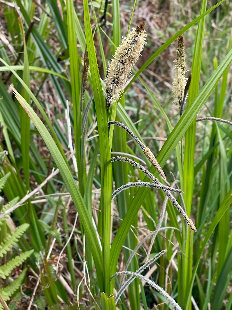 Carex pendula - © Charles Hipkin