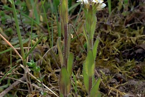 Arabis hirsuta Hairy Rock-cress
