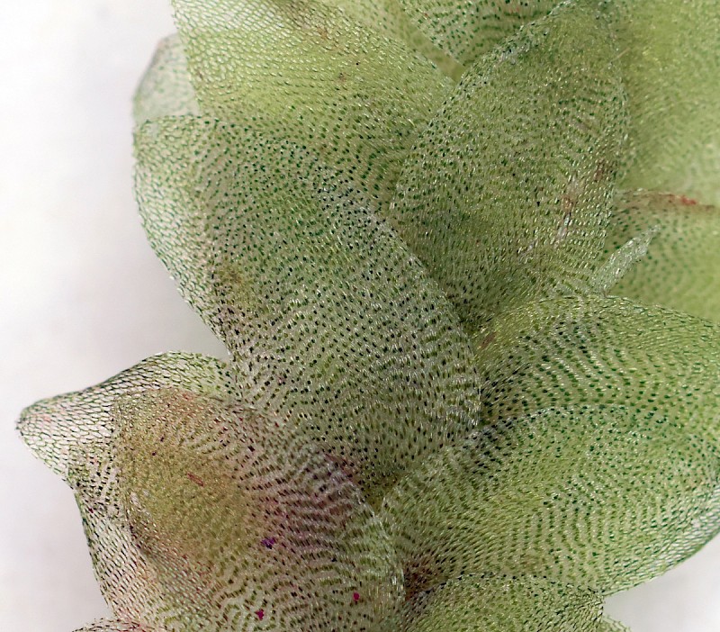 Hookeria lucens - &copy; Charles Hipkin