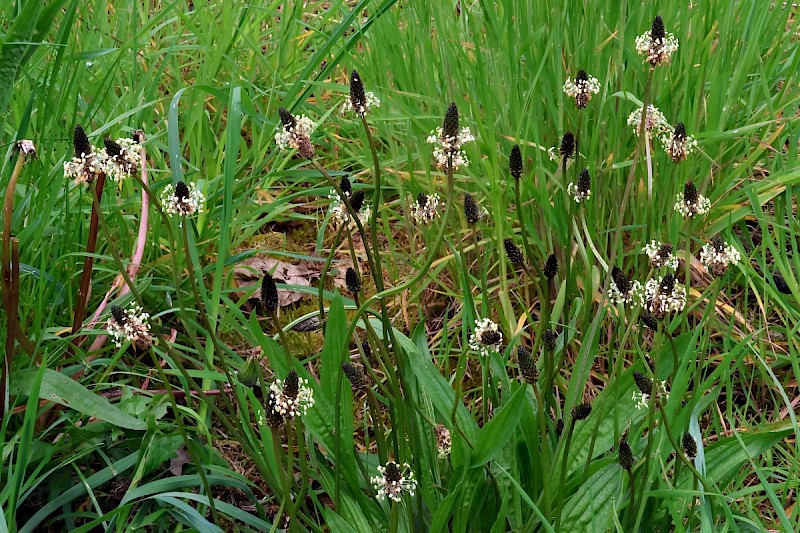 Plantago lanceolata - &copy; Charles Hipkin