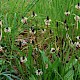 Plantago lanceolata