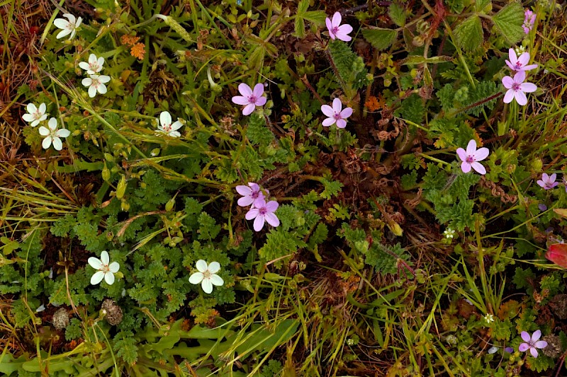 Erodium cicutarium - &copy; Charles Hipkin