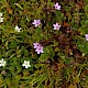 Erodium cicutarium